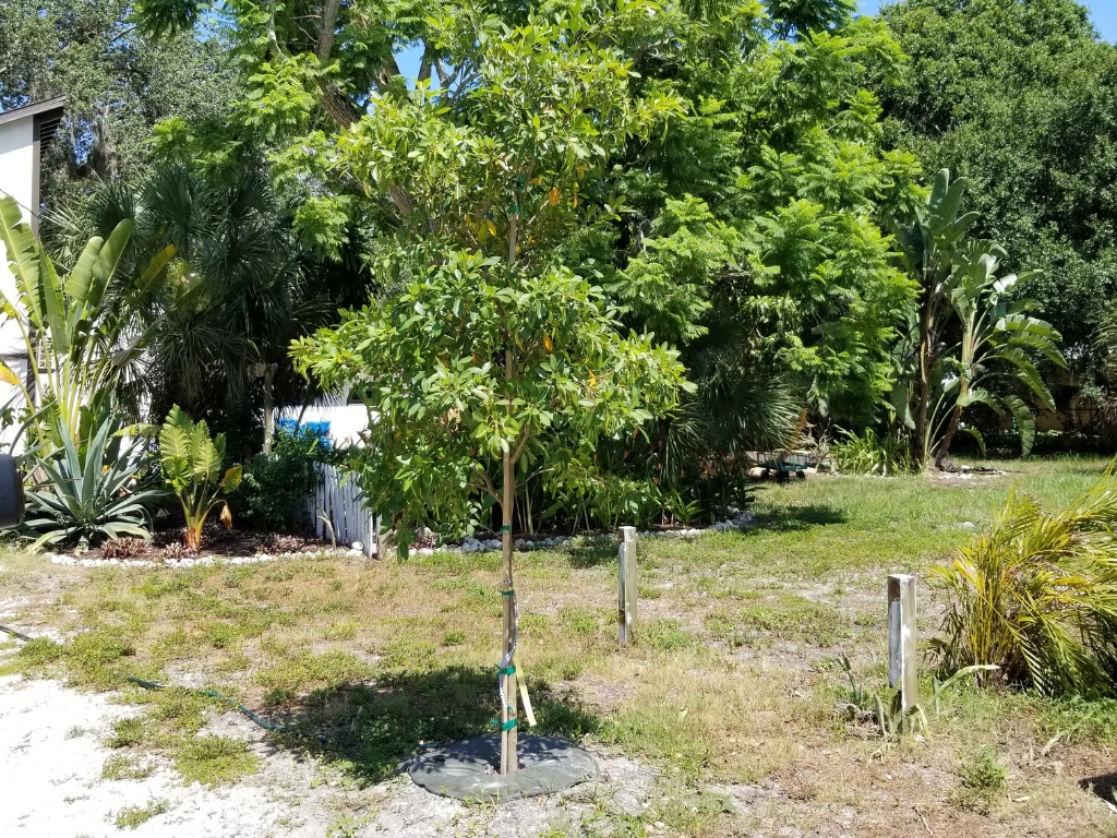 NCP Tree example - News preview