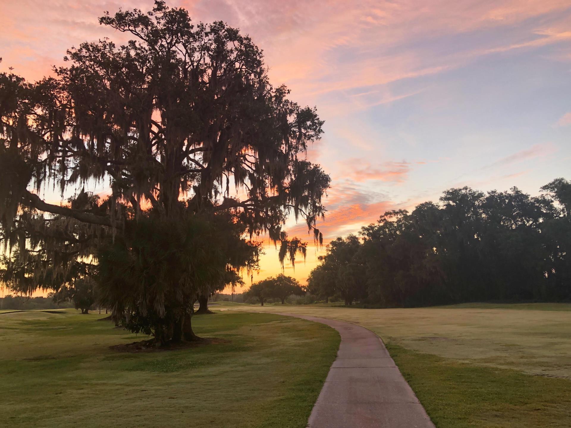 Path leading around tree